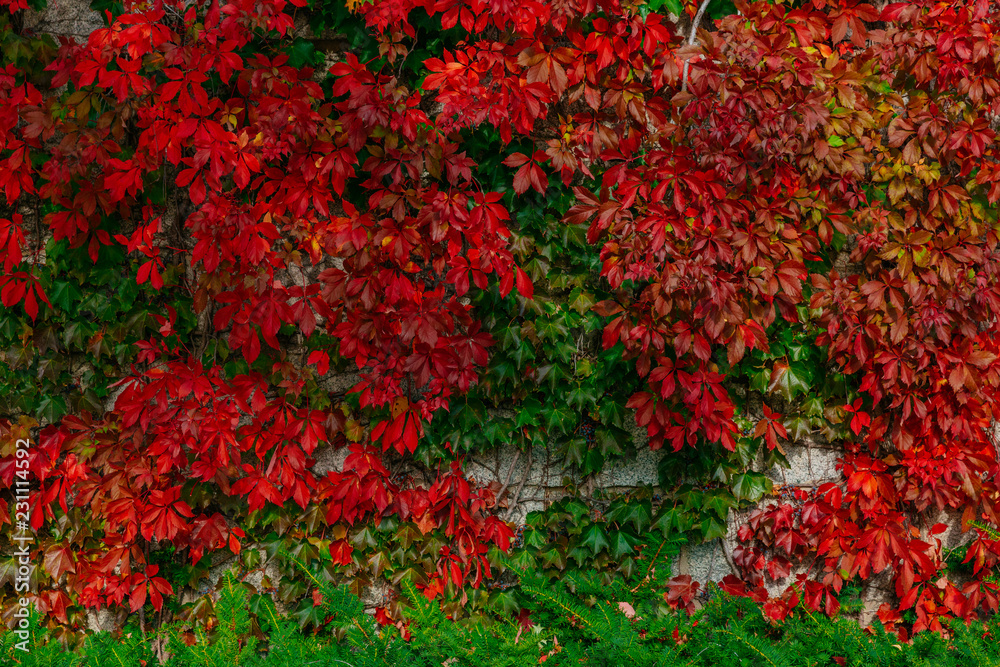 Texture of red and green leaves on a wall