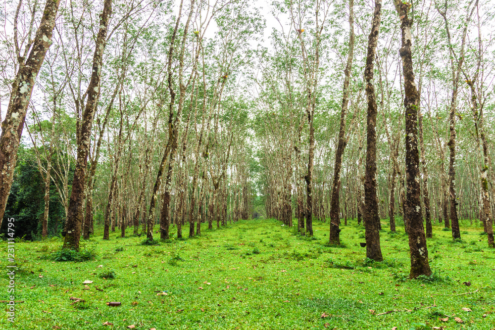 Deep forest landscape with many old trees.