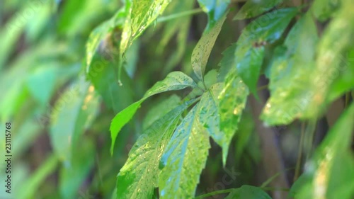 Wallpaper Mural Tropical rain. Drops of water flow down on tropical plants. Slow-motion shot. Torontodigital.ca