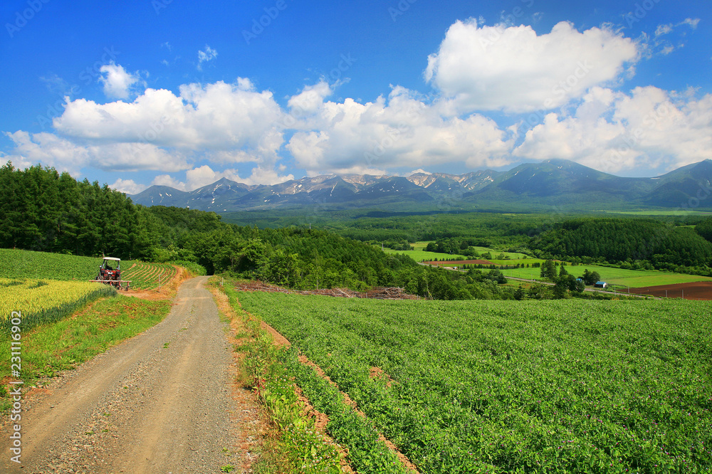 夏の十勝岳連邦