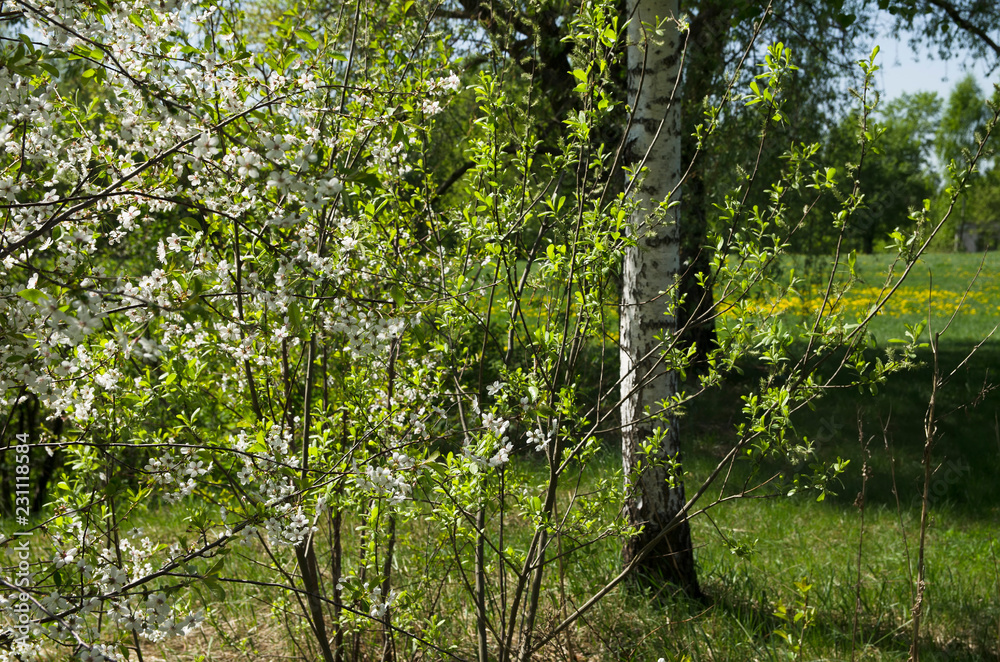 Fototapeta premium Blossom tree and lawn in park