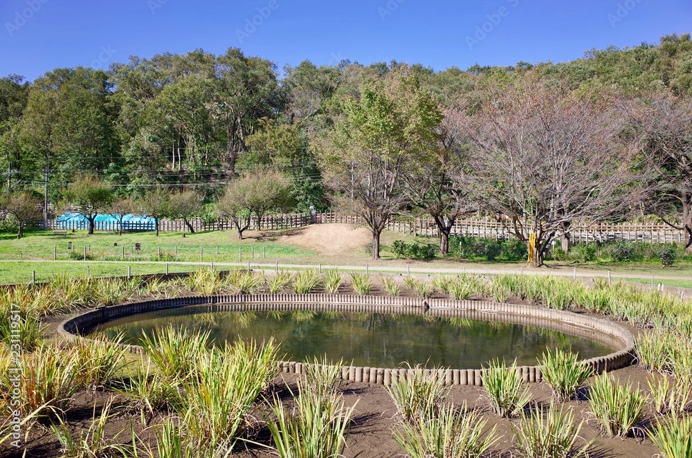 北山公園の池 東京都 東村山市 Stock Photo Adobe Stock