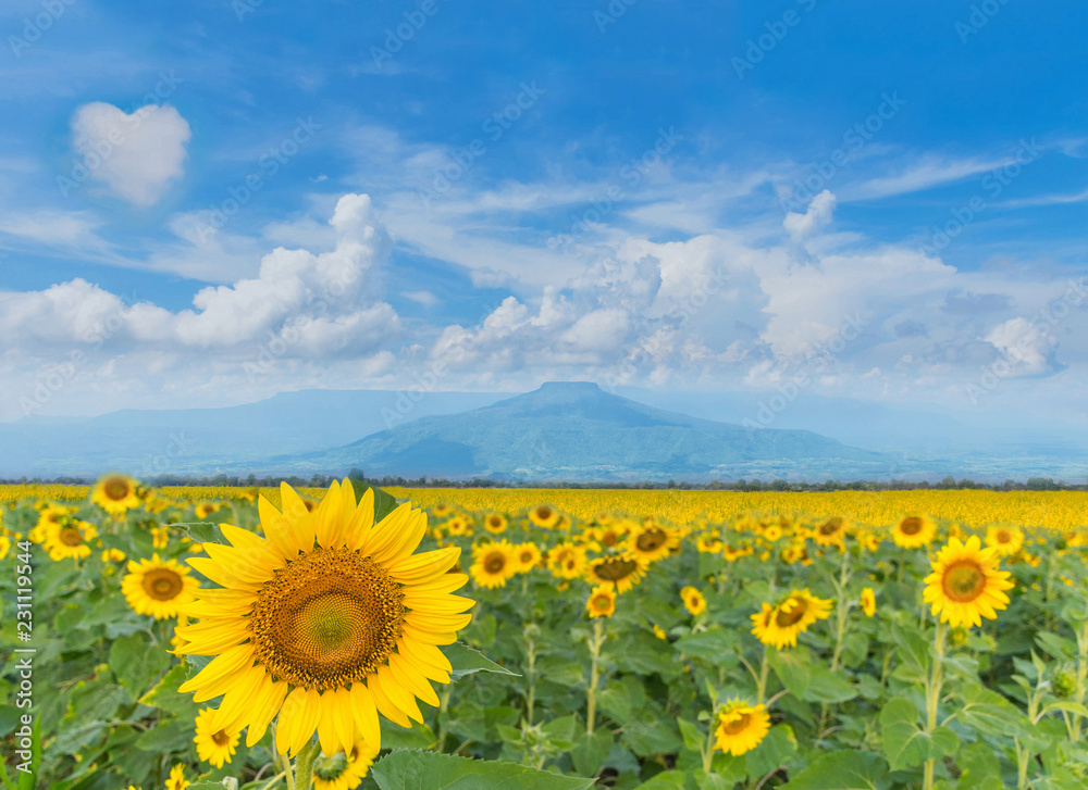 The beautiful of sunflower plant field with the beautiful blue sky cloud and Thailand fuji mountain background. The beautiful of sunflower plant field with the beautiful blue sky cloud and Thailand fuji mountain background.