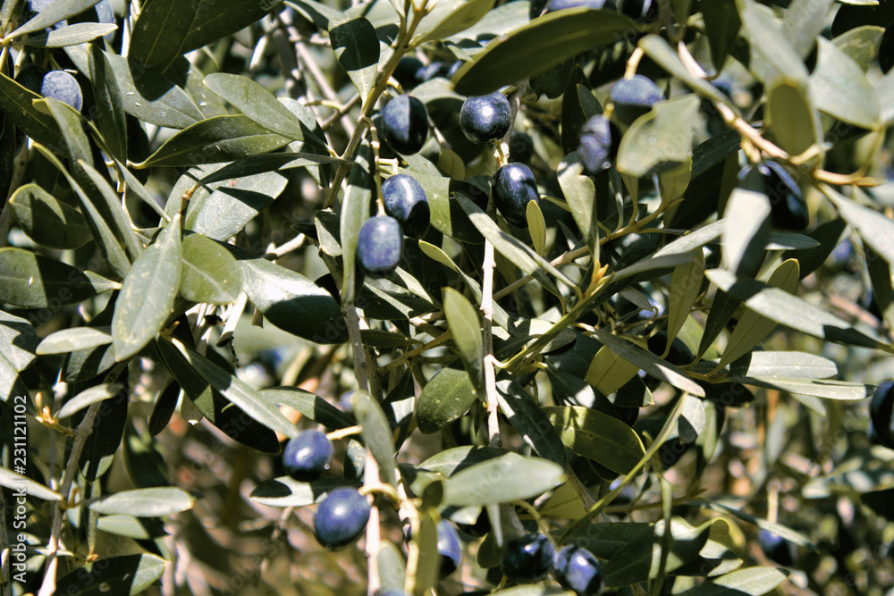 Olives on olive tree, olive grove in Attica, Greece. Olives on olive tree, olive grove in Attica, Greece.