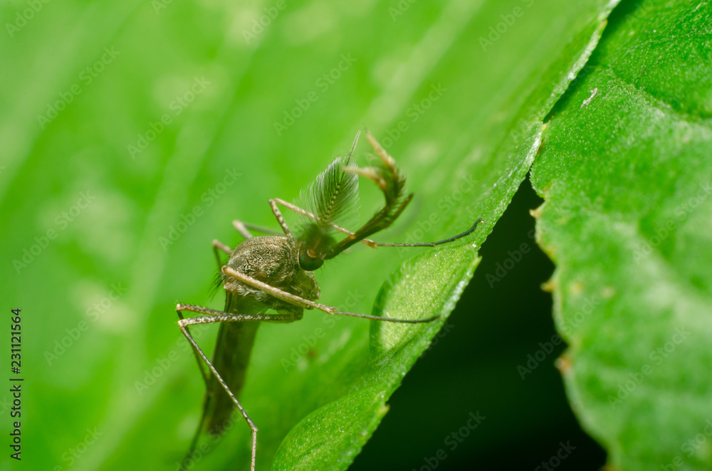 mosquito on green leaf in the nature mosquito on green leaf in the nature