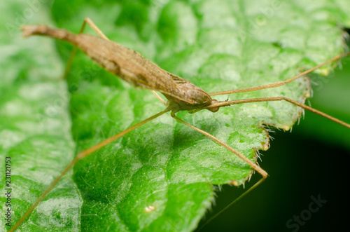 closeup photo of insect in the nature photo