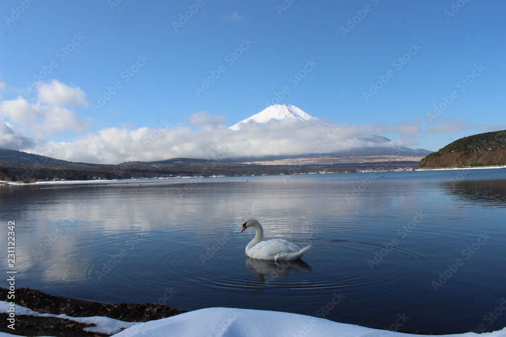 山中湖の白鳥 山中湖の白鳥