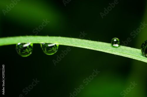 water drops on green grass after rain fall