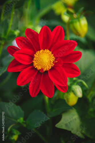 Red mexican sunflower in the garden photo