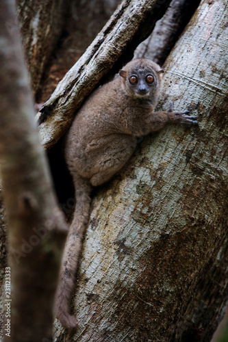 The grey-backed sportive lemur (Lepilemur dorsalis) sits on a tree in Lokobe Nature Special Reserve, Nosy Be island,Madagascar
