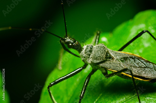 closeup photo of insect in the nature