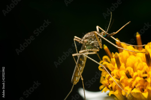 mosquito on flower in the nature