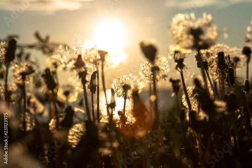 Dandelions in the field