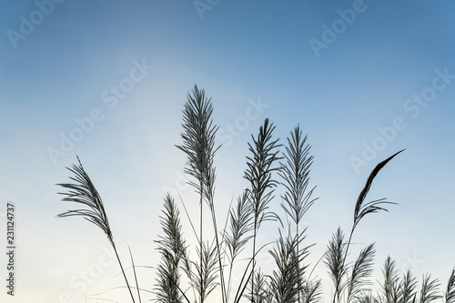 flowers grass against the sky background