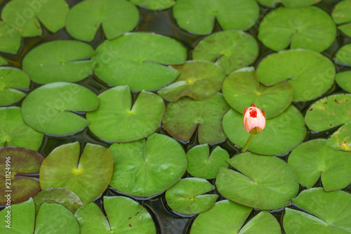 a flower and blur background