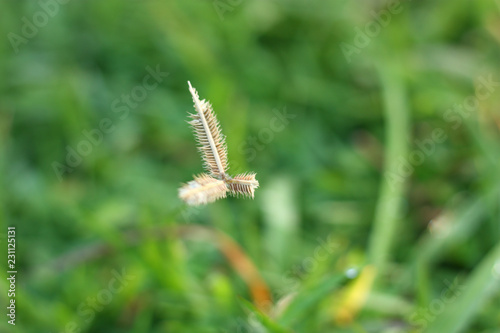 a grass flower and blur background