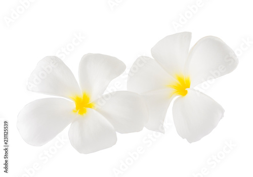 Isolated plumaeria flowers on the white background with clipping path