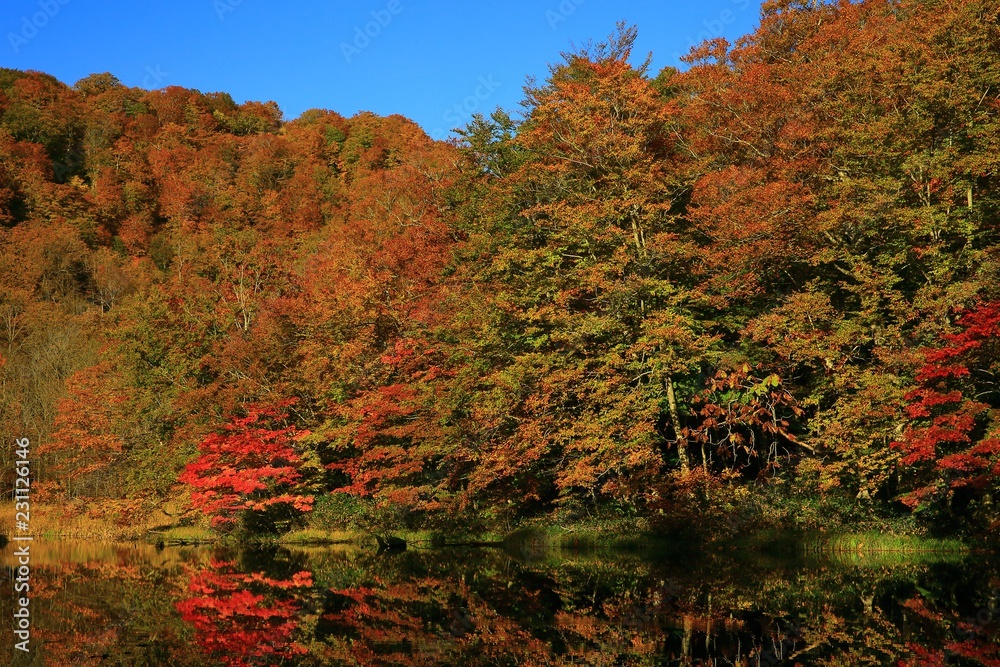 Fototapeta premium 紅葉の菅沼