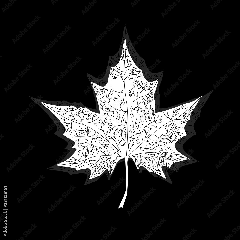 Fototapeta premium Maple leaf on white background. Vector illustration. Eps 10