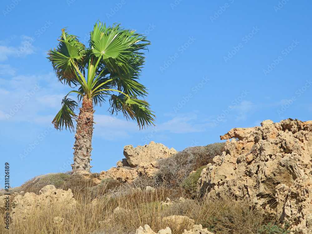 Fototapeta premium single palm tree on beige stony dry underground with blue cloudy sky