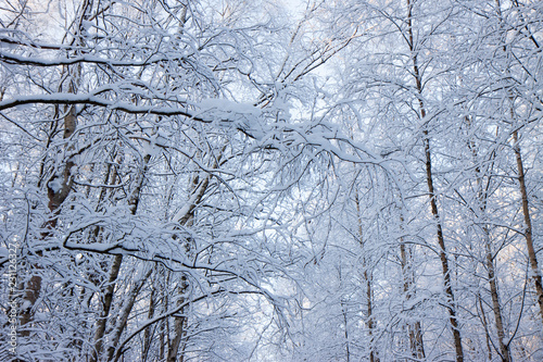 Winter forest © Sergey Tokarev