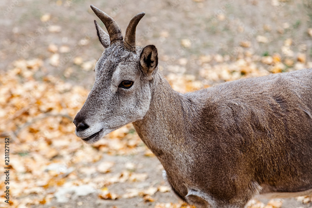 blue sheep closeup autumn