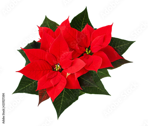 Closeup of red Christmas poinsettia flowers photo