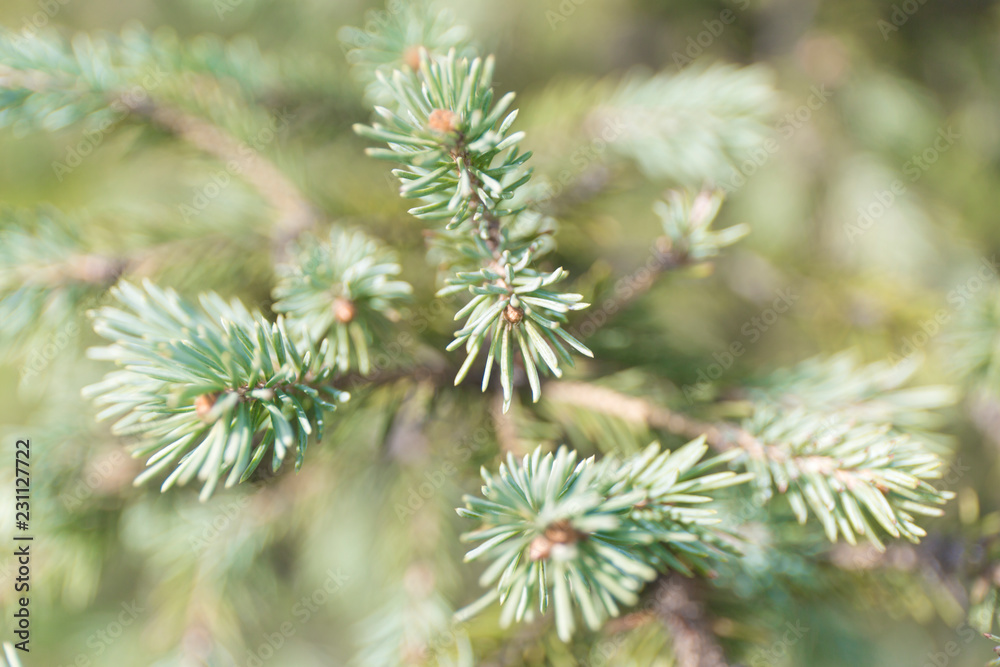 Macro blue spuces branch on blur background. Defocused close up fir.