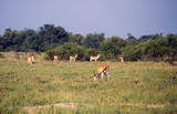 Springbok (Antidorcas marsupialis), Central Kalahari Game Reserve, Ghanzi, Botswana, Africa
