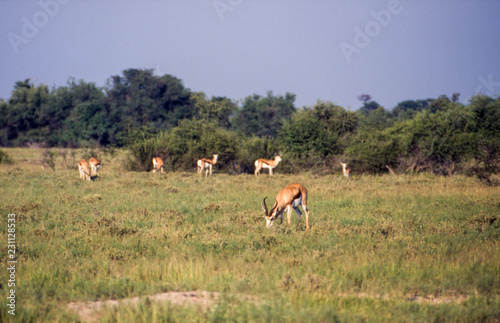 Springbok (Antidorcas marsupialis), Central Kalahari Game Reserve, Ghanzi, Botswana, Africa 