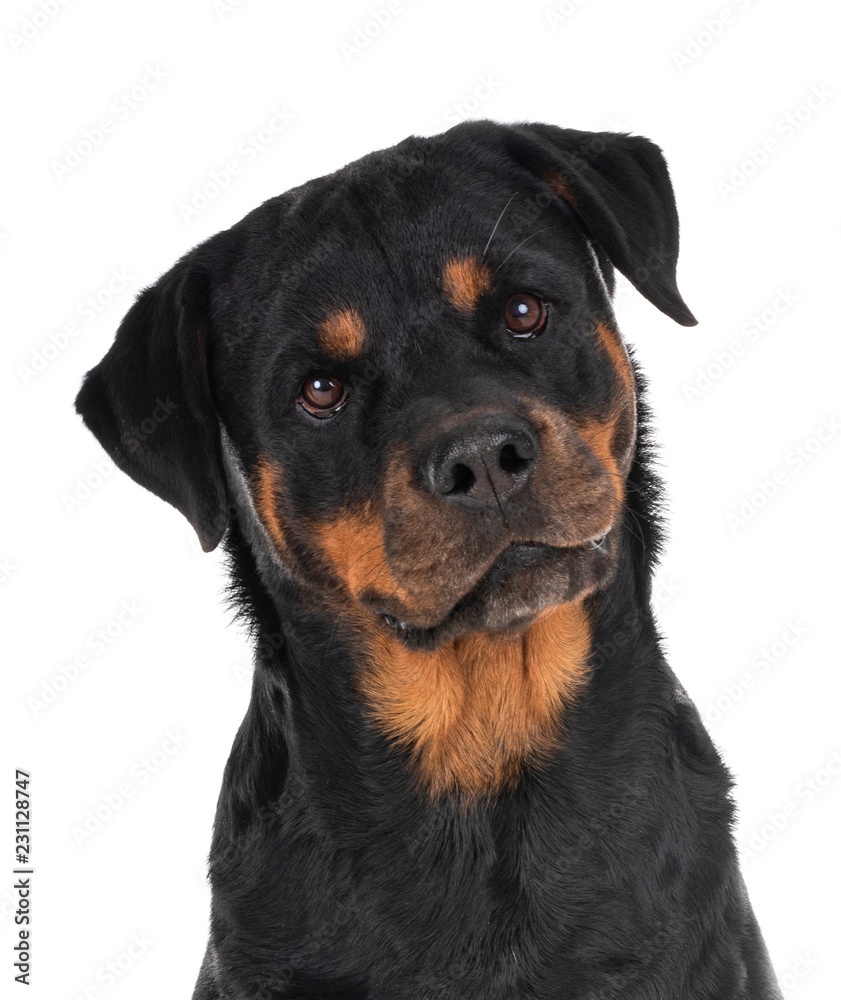 rottweiler in studio