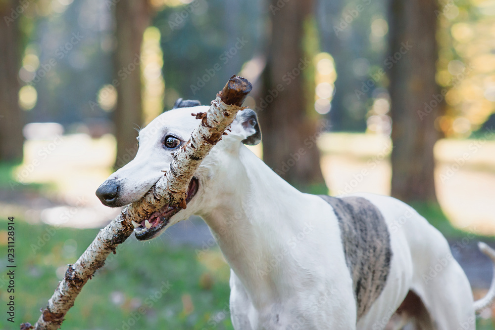 portrait of white whippet playing with stick outdoor in the park portrait of white whippet playing with stick outdoor in the park