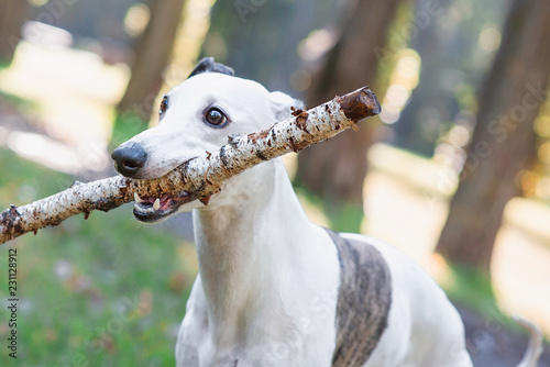 portrait of white whippet with stick outdoor in the park