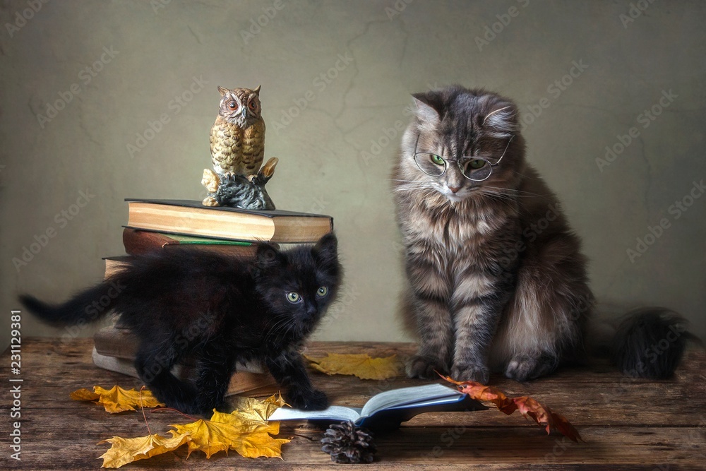 Naklejka Little black kitten with old books and a gray cat with glasses