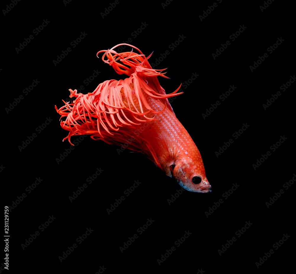 Fototapeta premium Siamese fighting fish, red fish, black background Betta splendens, Betta Fish, Halfmoon Betta.