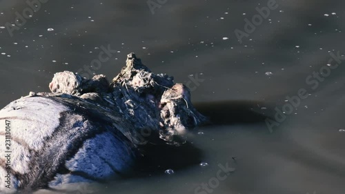 Crocodile eating dead zebra in a river stream in Maasai Mara triangle, Kenya