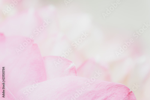 Sweet color lotus in soft style for background