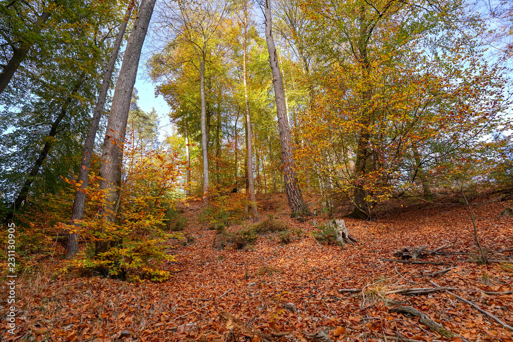 Obraz premium Herbstfarben