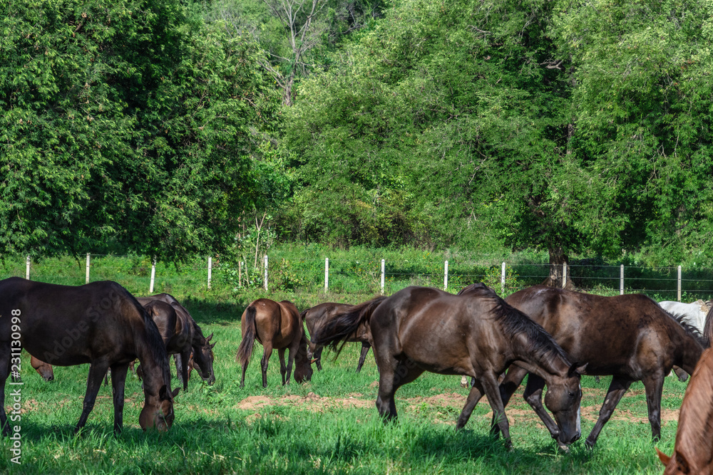 a group of many horse walking in the field. a group of many horse walking in the field.