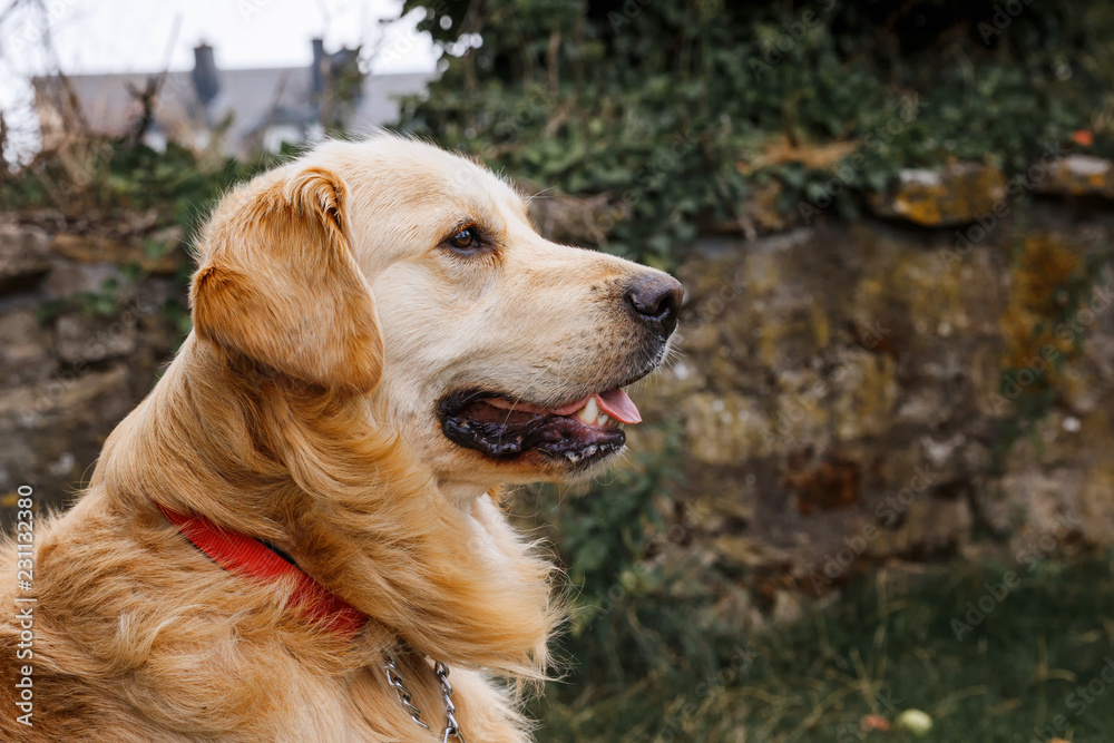 Portrait of oung golden retriever in the park Portrait of oung golden retriever in the park