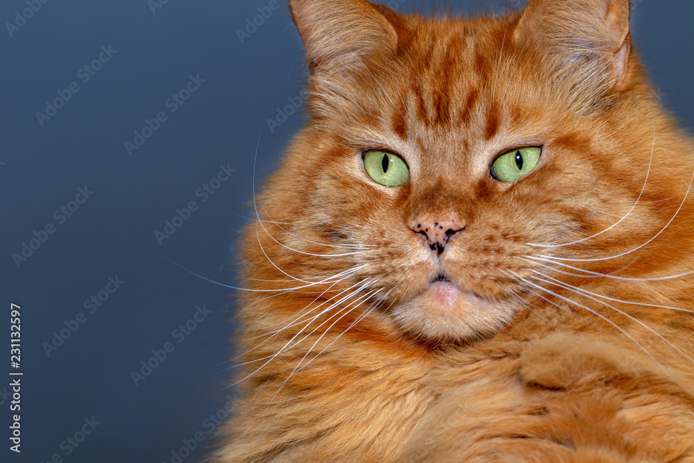 Close-up Portrait of red tabby ginger Maine Coon Cat Close-up Portrait of red tabby ginger Maine Coon Cat