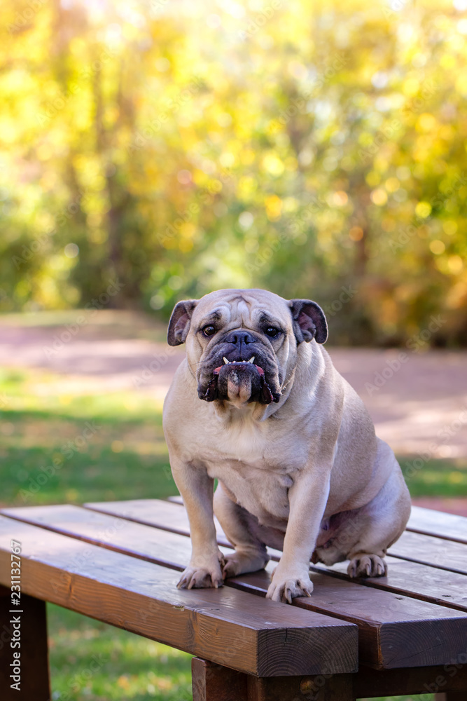 Animal theme, close-up of purebred wrinkled English Bulldog, wrinkled