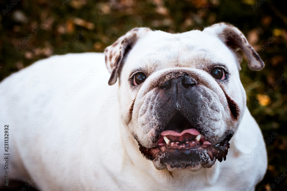 Close-up of white English bulldog with spotted ears Close-up of white English bulldog with spotted ears