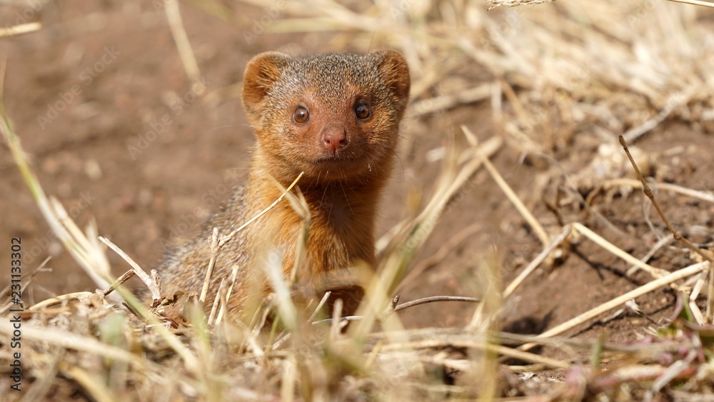 Ecureuil, Parc Serengeti, Tanzanie Ecureuil, Parc Serengeti, Tanzanie