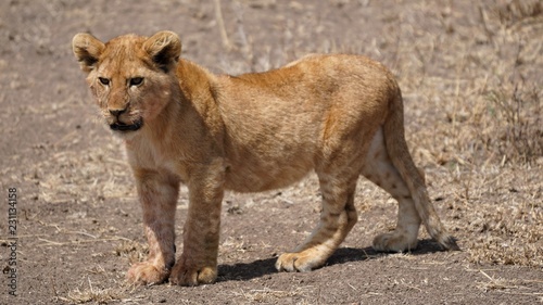 Lionceau, Parc Serengeti, Tanzanie