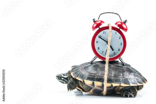 Turtle and red clock