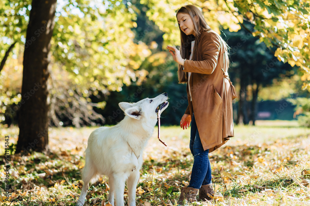 girl walks at autumn park with young white Swiss shepherd dog girl walks at autumn park with young white Swiss shepherd dog