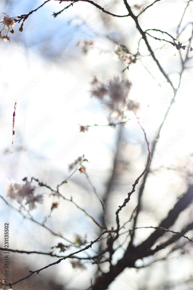 四季桜 四季桜