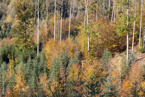 Wald im Herbst