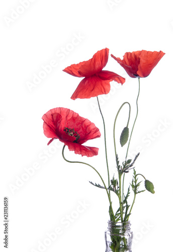 Fototapeta Naklejka Na Ścianę i Meble -  red poppies isolated on white background
